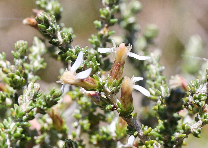 Victorian Plants Asteraceae